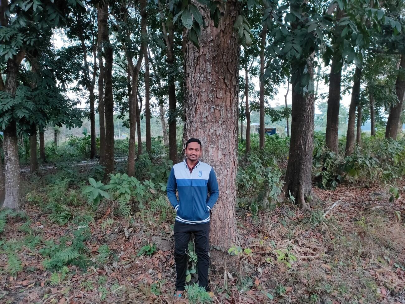A 15 year old Mahogany plantation in West Bengal