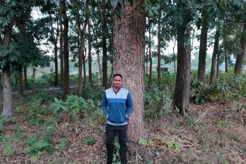 Is Mahogany Tree Farming Really Profitable? A Step-by-Step Guide