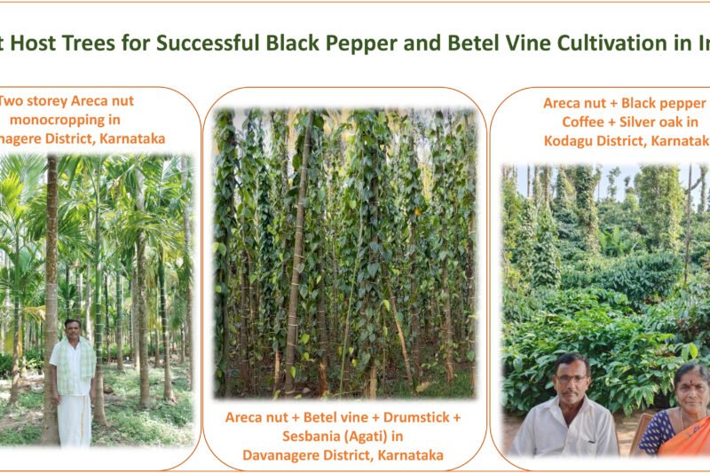 Best Host for Successful Black Pepper and Betel Vine Cultivation