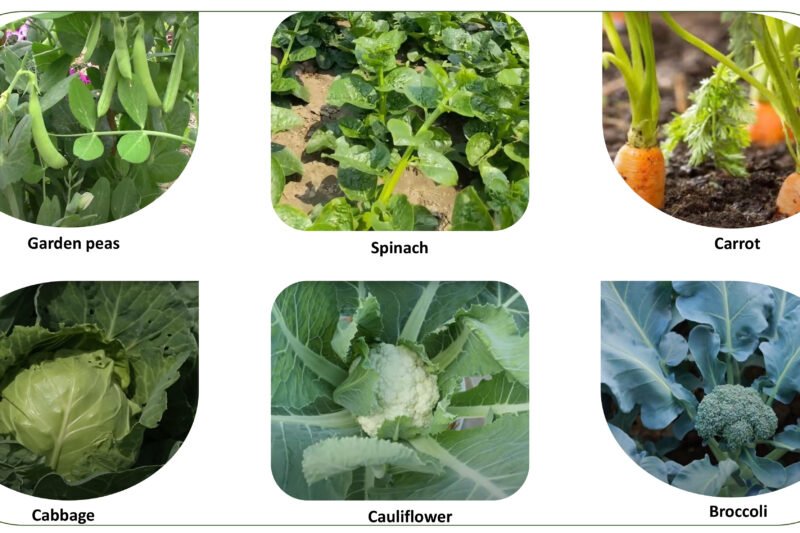 Winter Gardening Made Easy: Best Vegetables to Grow in October