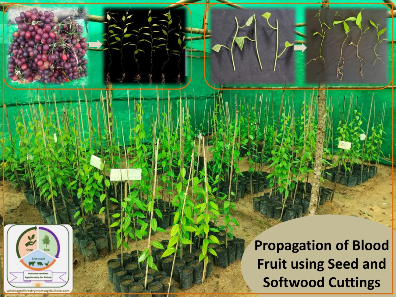 Seed and cutting based propagation of Blood Fruit