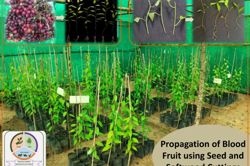 Seed and cutting based propagation of Blood Fruit