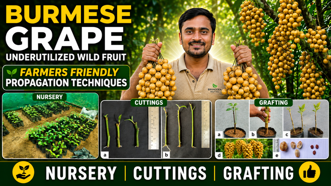 Cutting. grafting, nursery of Burmese grape