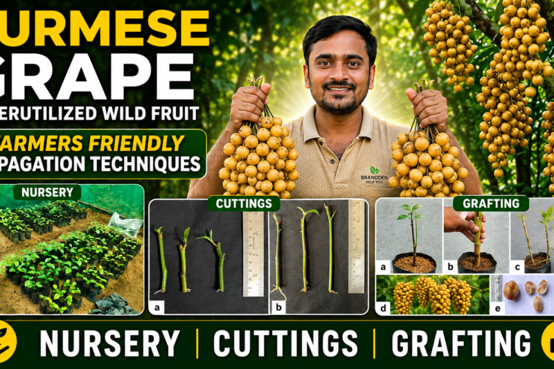 Cutting. grafting, nursery of Burmese grape
