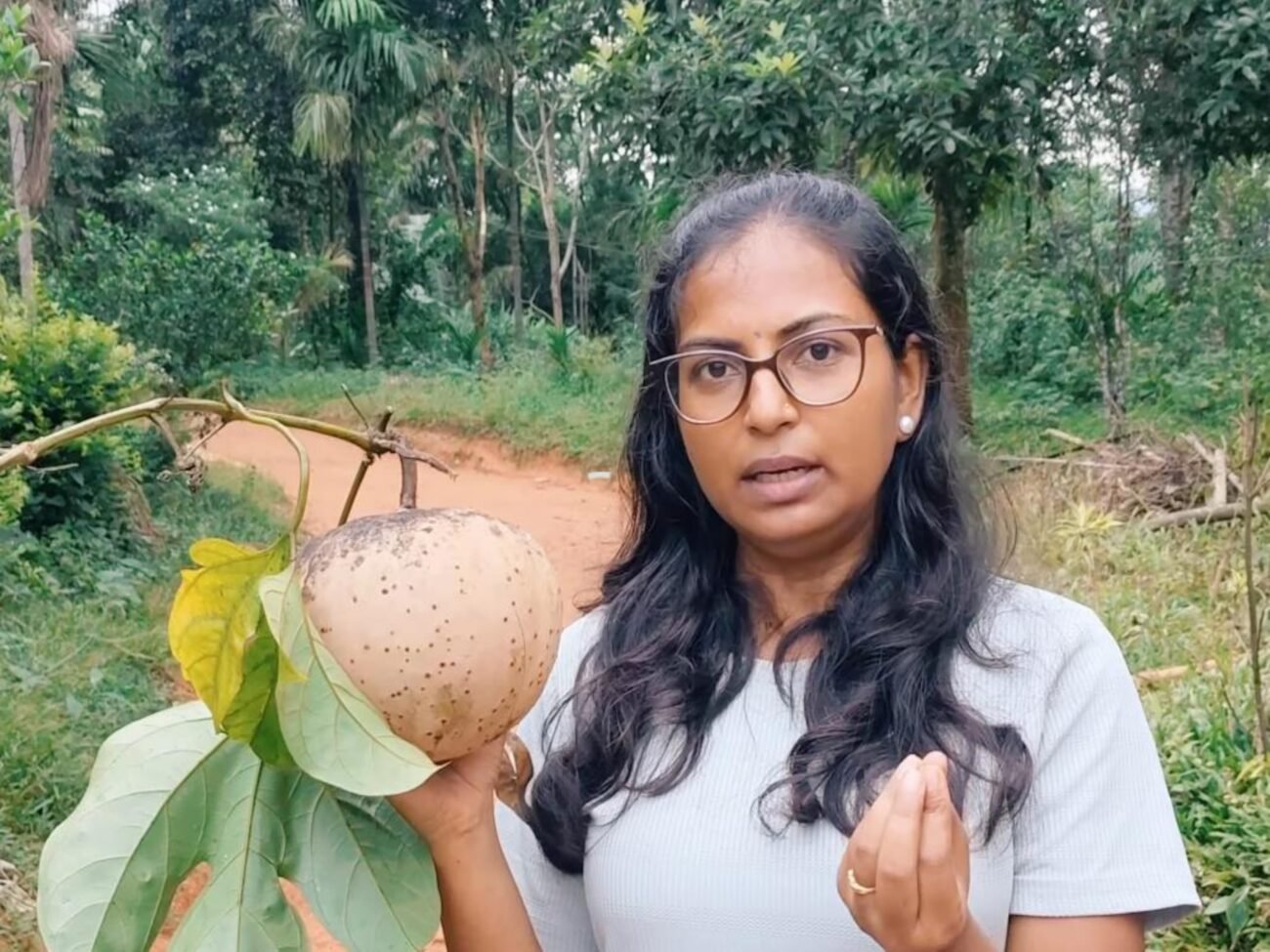 Hodgsonia Fruit