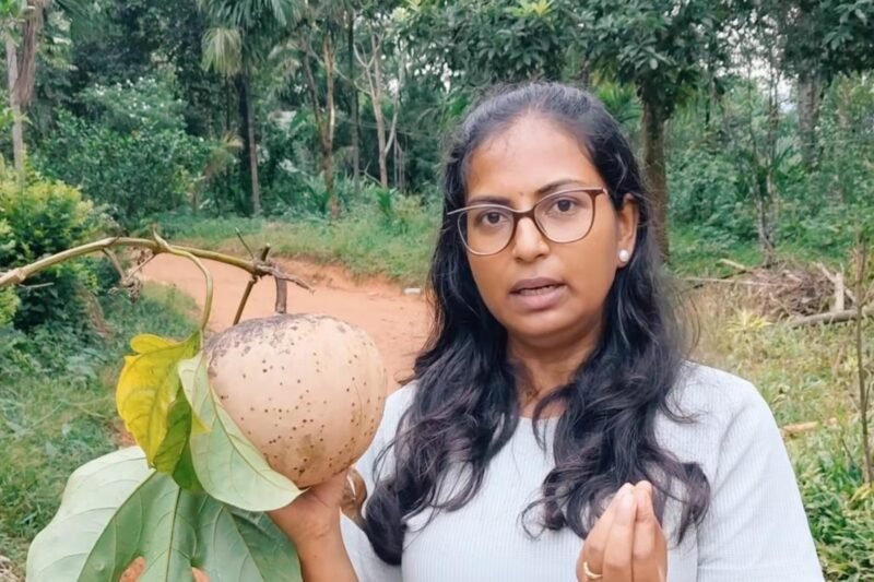 Hodgsonia Fruit