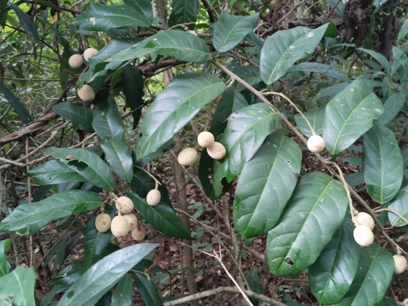 Rare wild fruit Stixis suaveolens