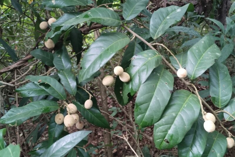 Rare wild fruit Stixis suaveolens