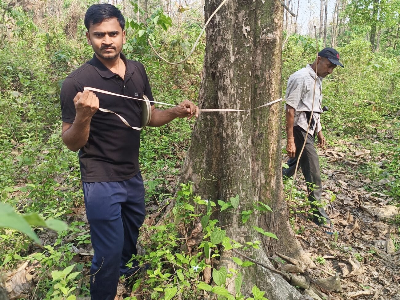 Teak Farming