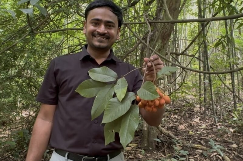 Uvaria hamiltonii fruit