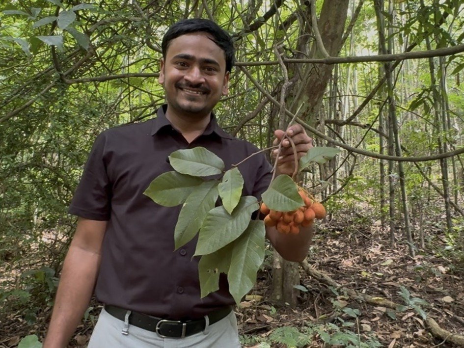Uvaria hamiltonii fruit