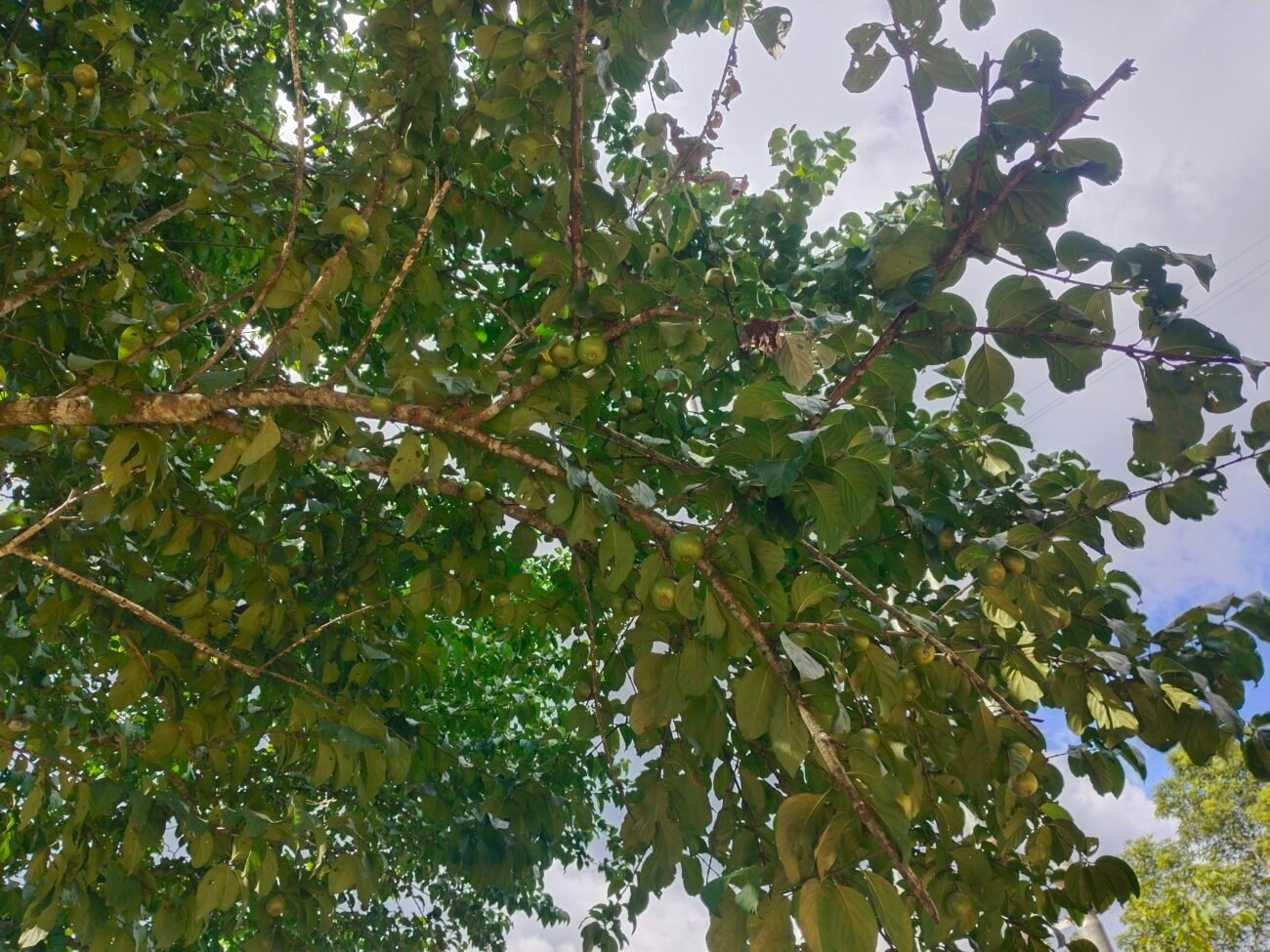 Meyna laxiflora