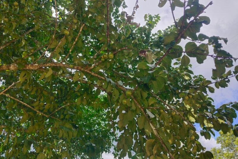 Meyna laxiflora