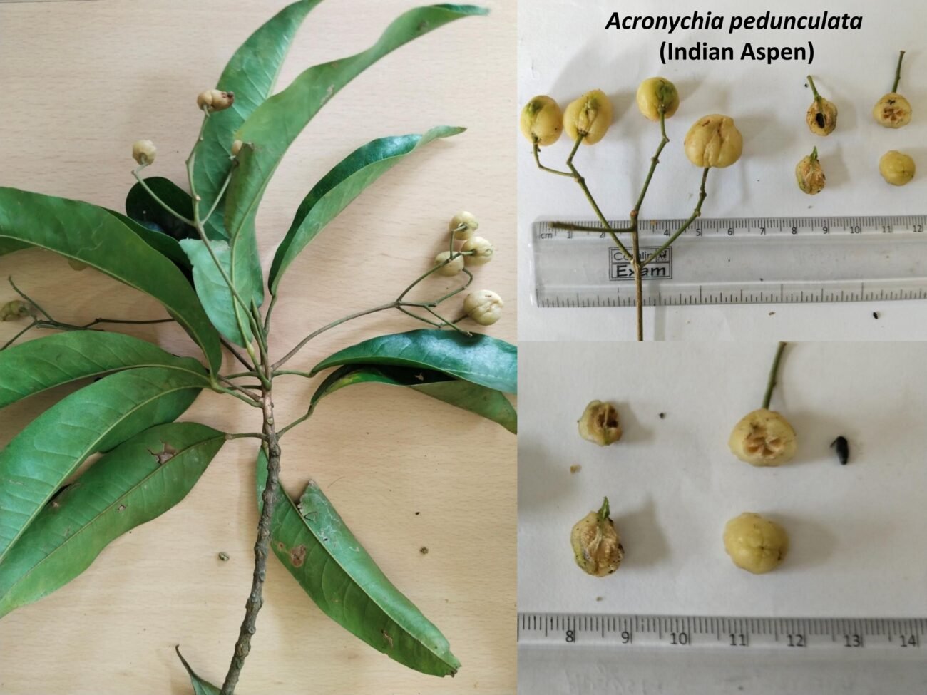 Indian Aspen (Acronychia pedunculata)