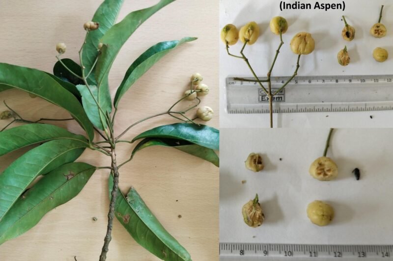 Indian Aspen (Acronychia pedunculata)